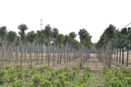 香樟树种植技术