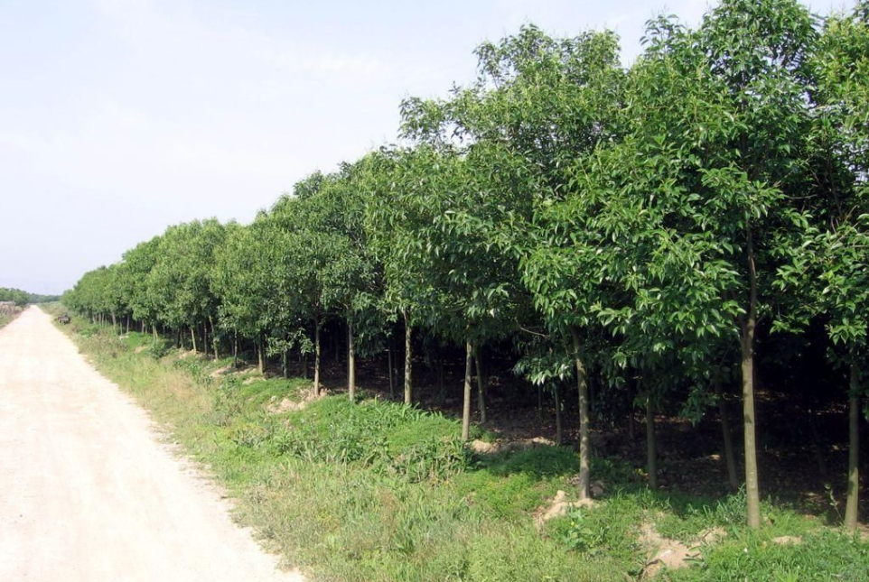 湖南香樟树15公分价格苗圃基地