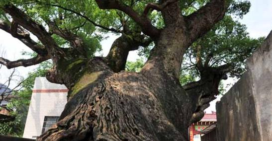 道县“最美树王”1500岁