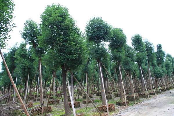 骨架香樟树