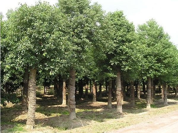 香樟树种植