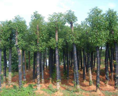 香樟树的品种特性及其主要栽培技术